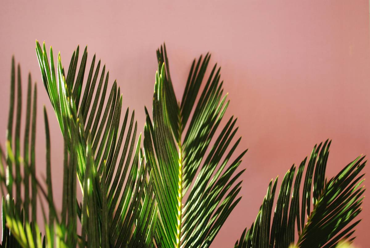 Saw Palmetto Supplement for Women: 7 Proven Ways to Avoid a Common Misstep